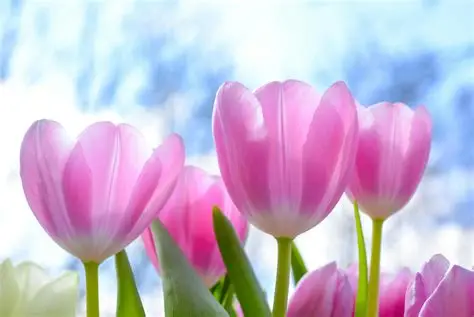 Tulip Blog